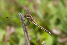 Orthetrum albistylum